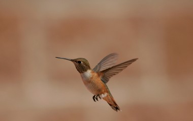 Fototapeta na wymiar Hummingbird in flight red background isolation 2