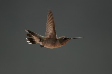 Obraz premium Hummingbird in flight dark background isolation 1