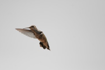 Hummingbird in flight light background isolation 1