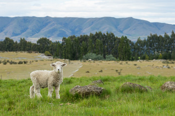 Fototapeta premium little lamb