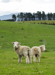 Fototapeta premium flock of sheep