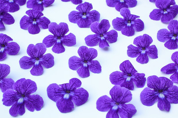 Fototapeta na wymiar Purple flowers pattern background
