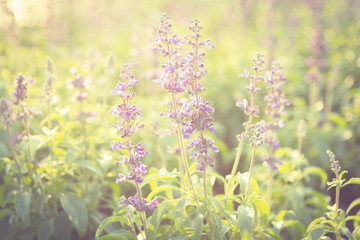 Fototapeta premium Violet flower. Vintage tone. Blur and Selective focus.