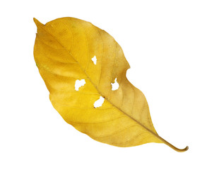 Naklejka premium dry leaves on white background