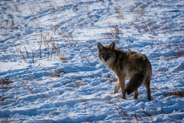 Coyote in Snow
Estes Park, Colorado