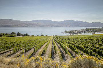 Winery View on Mountain Lake