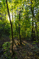 Naklejka premium Forest Landscape