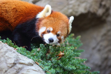 Fototapeta premium Red panda bear (Ailurus fulgens) 