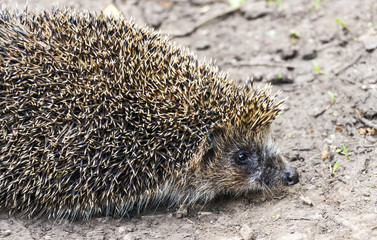 Forest hedgehog on the road