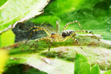 spider house and cashing wild