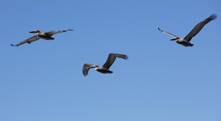 Pelicans Flying At La Jolla California