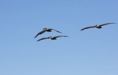 Pelicans Flying At La Jolla California