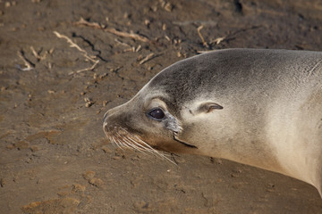 High Tide Coastal Waves Hitting the La Jolla California Shore