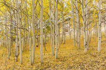 Fototapeta premium Golden Aspen Grove