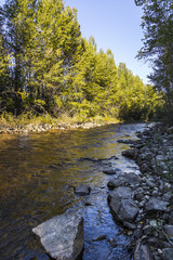 Creek Running Through Forest Landscape