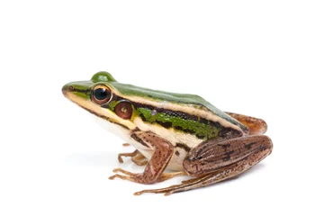 Crédence de cuisine en verre imprimé Grenouille green frog (green paddy frog) on white background