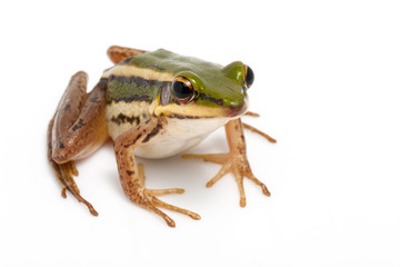green frog (green paddy frog) on white background