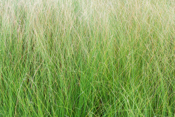 Long green grass leafs