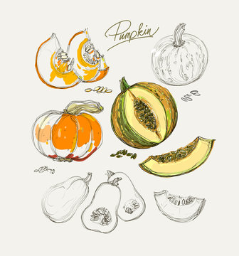 vector hand drawing juicy melons