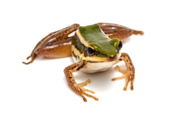 green frog (green paddy frog) on white background
