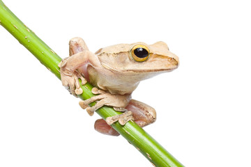 Naklejka premium Tree frog on papyrus tree