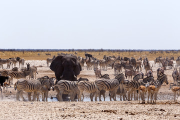 Fototapeta na wymiar crowded waterhole with Elephants