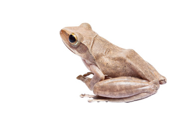 Obraz premium Tree frog on white background
