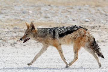 black-backed jackal Etosha