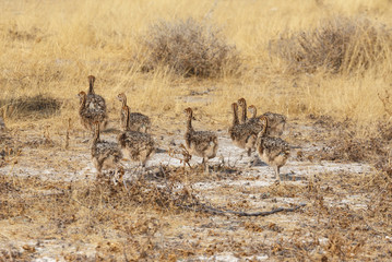 Family of Ostrich chickens