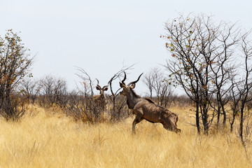 Kudu on way to waterhole