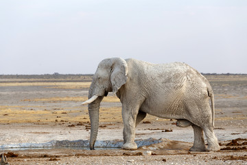 White african elephants in Etosha