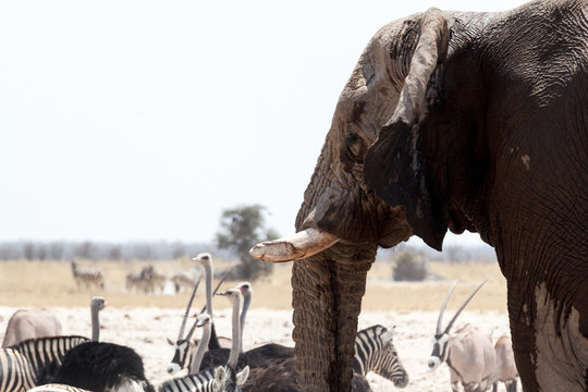 African elephants drinking at waterhole