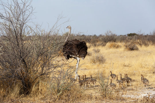 Family of Ostrich with chickens, Namibia