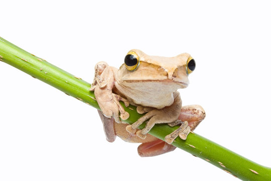 Tree frog on papyrus tree