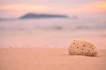 Fototapeta na wymiar Dry coral on tropical sunset beach.