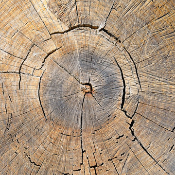 texture of the oak stump, background top view