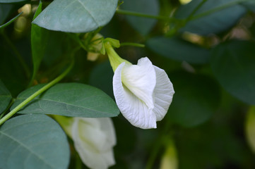 White Asian pigeonwings flower, Clitoria ternatea, Family Fabaceae, Central of Thailand