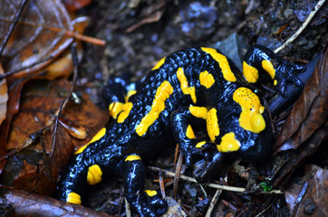salamandra