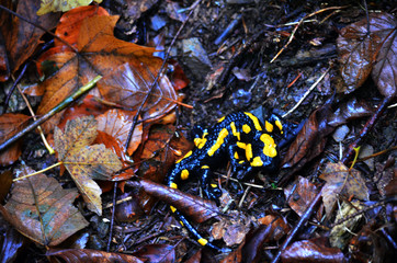 salamandra