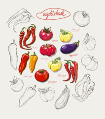 realistic vector hand drawing set of vegetables