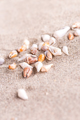 Fototapeta na wymiar sea shell with sand as background