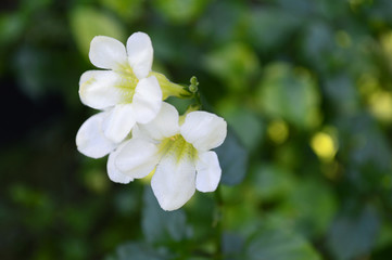 White Chinese violet, Asystasia sp, Family Acanthaceae, Central of Thailand