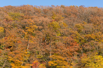 Fototapeta premium 紅葉した山