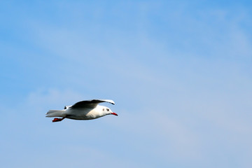 seagull is flying