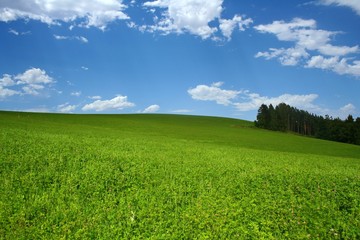 Hilly meadows landscape with forest and beautiful cloudy sky