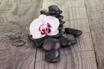 White Phalaenopsis orchid and black stones on weathered wood background 