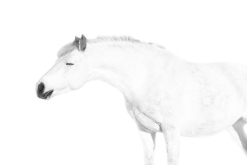 Obraz na płótnie Canvas White horse on a white background