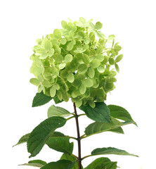 Hydrangea paniculata Little Lime Jane