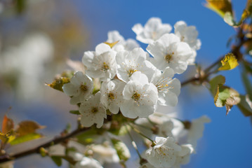 Fototapeta premium Kirschblüten an einem Zweig