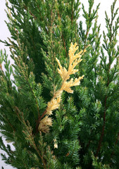 Juniperus chinensis Variegata